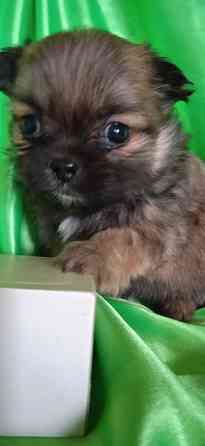 Пекинесы Донецк