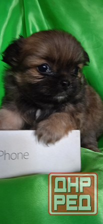 Пекинесы Донецк - изображение 6