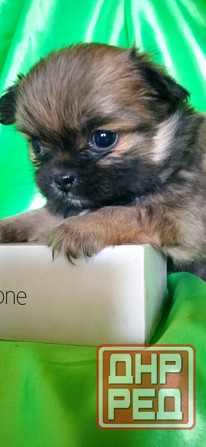 Пекинесы Донецк - изображение 2