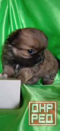 Пекинесы Донецк - изображение 7