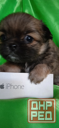 Пекинесы Донецк - изображение 5