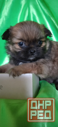 Пекинесы Донецк - изображение 4