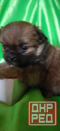 Пекинесы Донецк - изображение 3