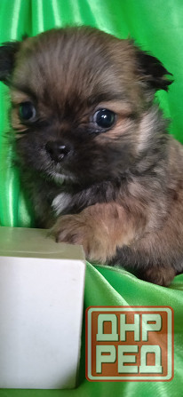 Пекинесы Донецк - изображение 1