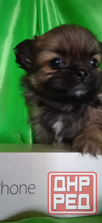 Пекинесы Донецк - изображение 8