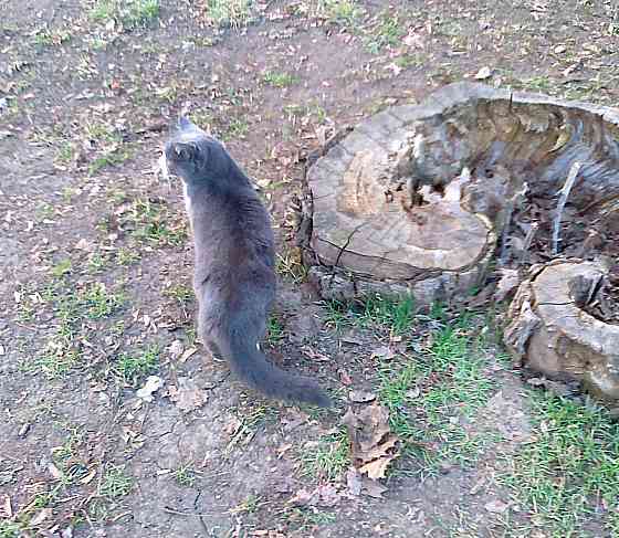 Мясо жарят, тупым "бананом" Донецк