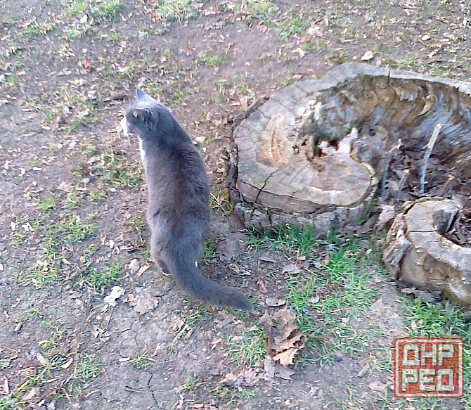 Мясо жарят, тупым "бананом" Донецк - изображение 1