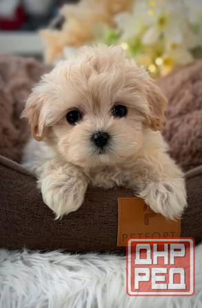 Щеночки Мальтипу f1 f2 Луганск - изображение 1