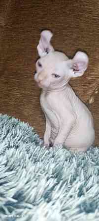 Эльф канадский Донецк