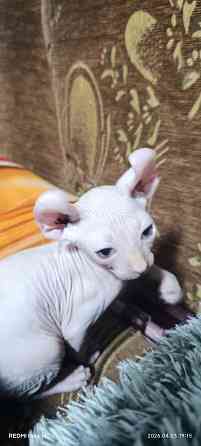 Эльф канадский Донецк