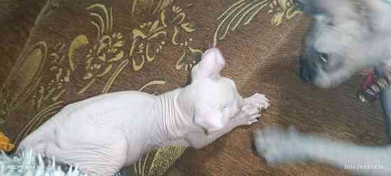 Эльф канадский Донецк