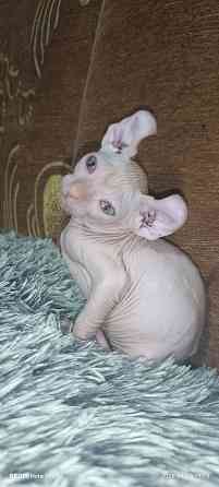 Эльф канадский Донецк