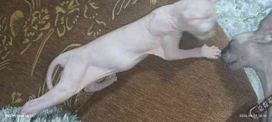 Эльф канадский Донецк