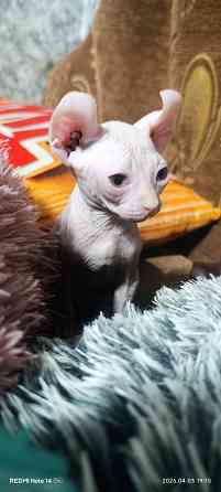 Эльф канадский Донецк