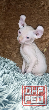 Эльф канадский Донецк - изображение 5