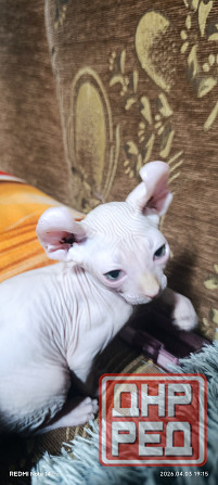 Эльф канадский Донецк - изображение 3