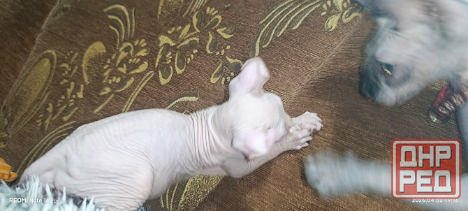 Эльф канадский Донецк - изображение 1