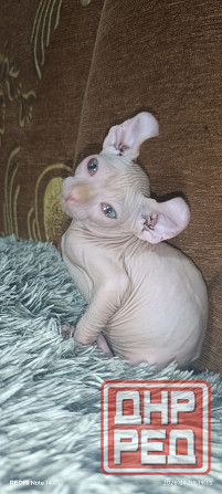 Эльф канадский Донецк - изображение 6