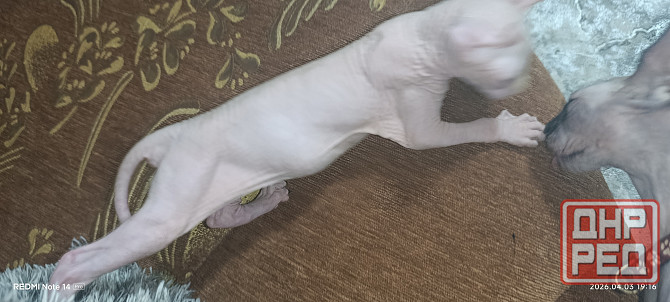 Эльф канадский Донецк - изображение 2