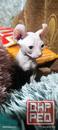 Эльф канадский Донецк - изображение 4