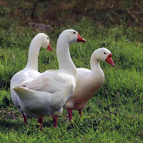 Гусята породы Датский легард Макеевка