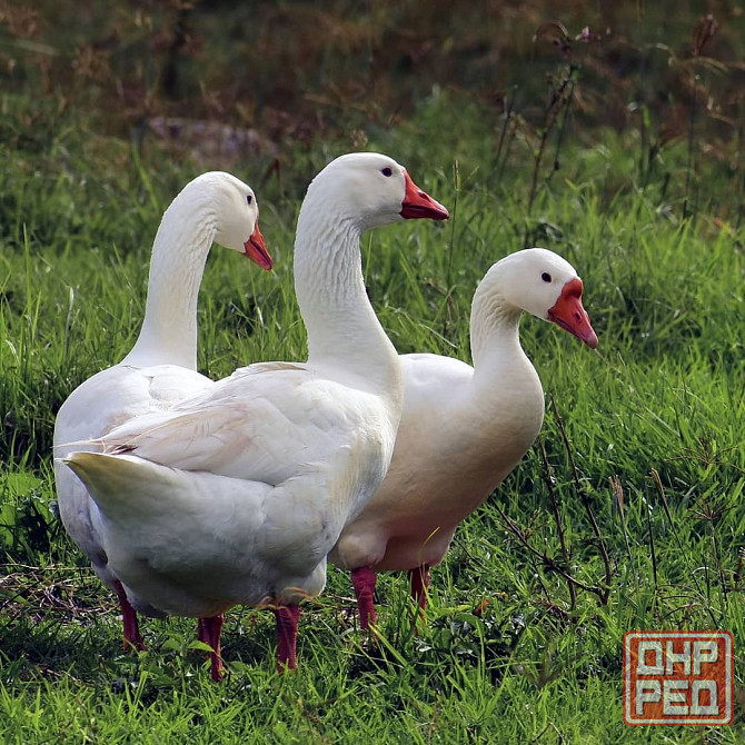 Гусята породы Датский легард Макеевка - изображение 1