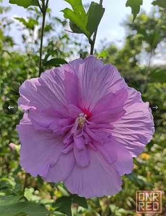 Гибискус сирийский махровый Pink Chiffon Донецк