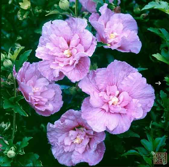 Гибискус сирийский махровый Pink Chiffon Донецк