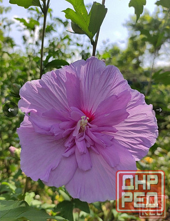 Гибискус сирийский махровый Pink Chiffon Донецк - изображение 2