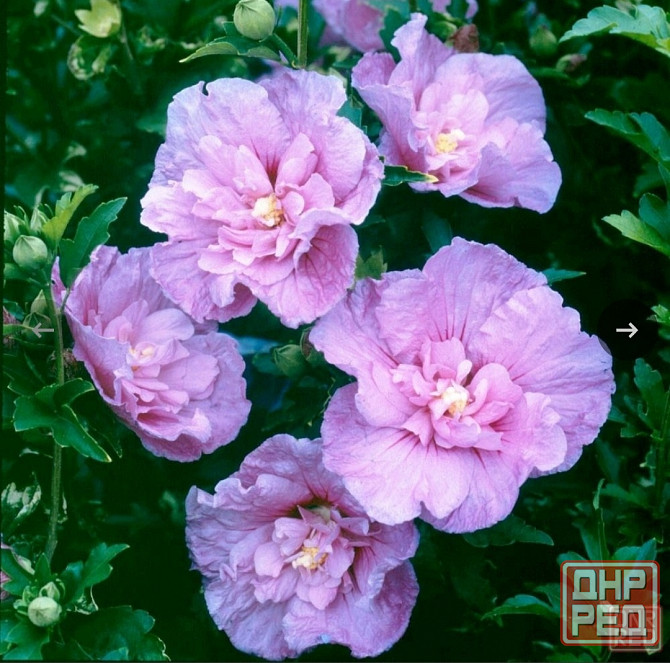 Гибискус сирийский махровый Pink Chiffon Донецк - изображение 1