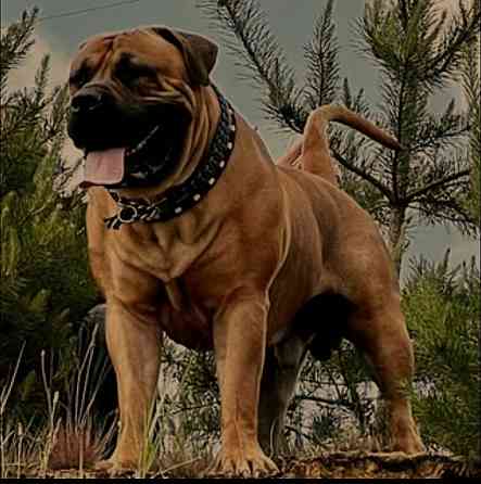 Бурбуль Донецк