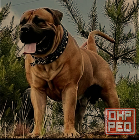 Бурбуль Донецк - изображение 1