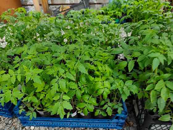 Рассада Донецк