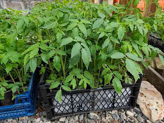 Рассада Донецк