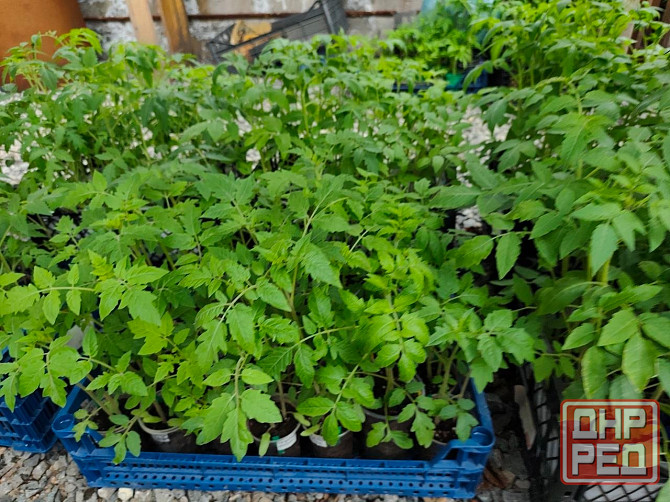 Рассада Донецк - изображение 1