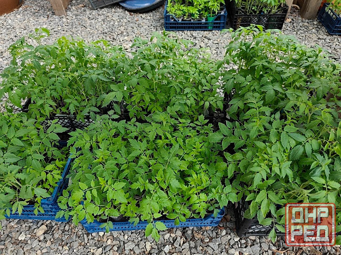 Рассада Донецк - изображение 7