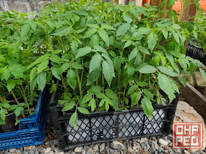 Рассада Донецк - изображение 6