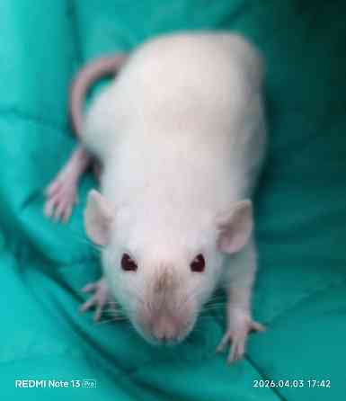 Крысенок мальчик Дамбо Макеевка