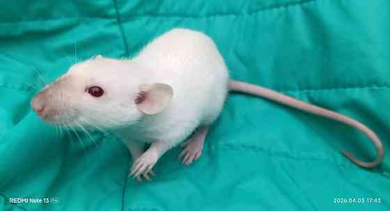 Крысенок мальчик Дамбо Макеевка