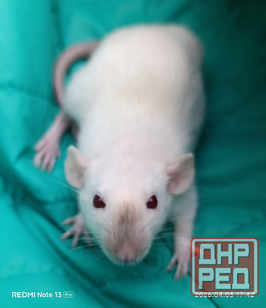 Крысенок мальчик Дамбо Макеевка - изображение 2