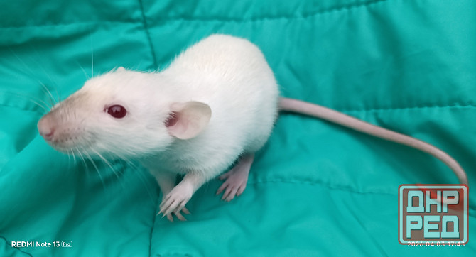 Крысенок мальчик Дамбо Макеевка - изображение 1