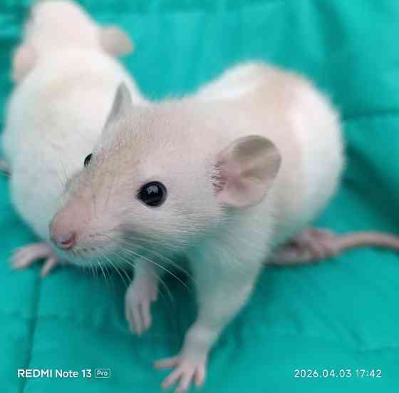 Дамбо мальчишка Макеевка