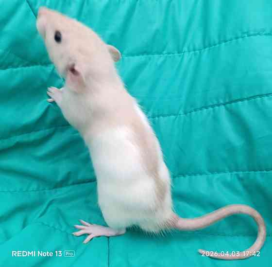 Дамбо мальчишка Макеевка