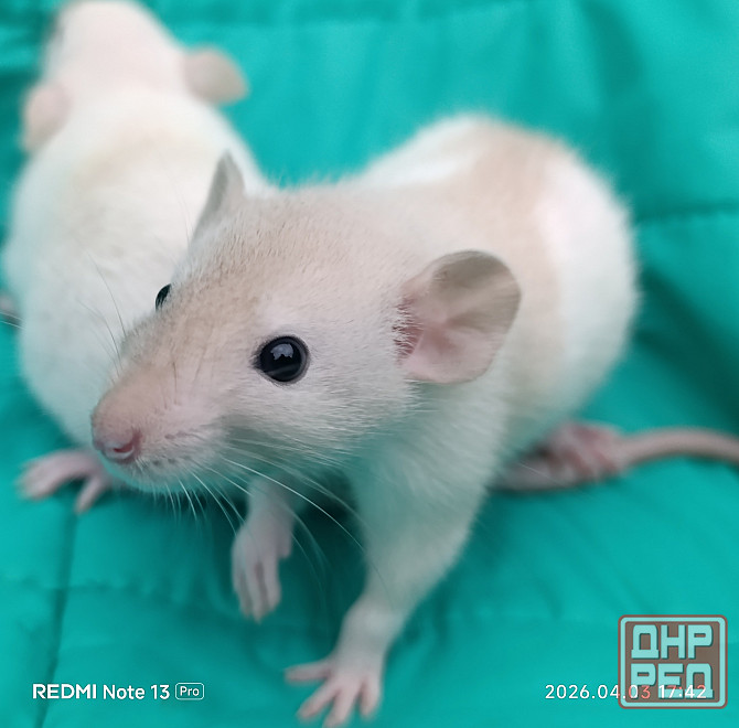 Дамбо мальчишка Макеевка - изображение 1