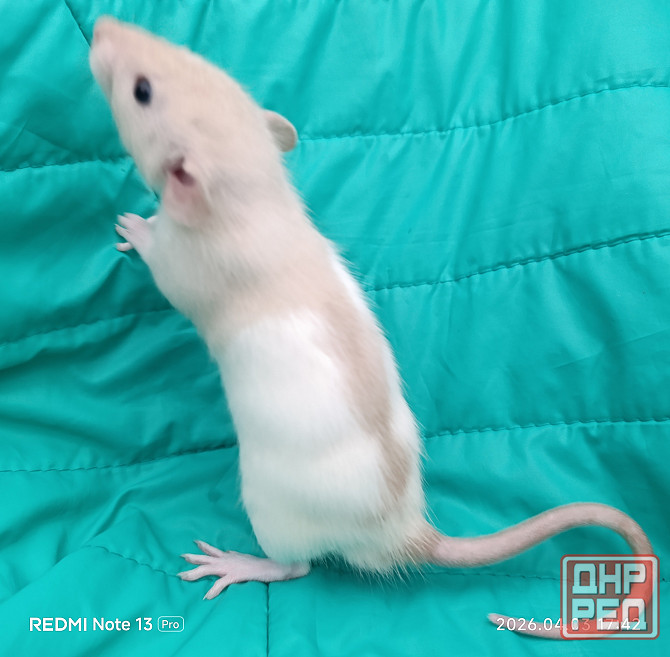 Дамбо мальчишка Макеевка - изображение 2