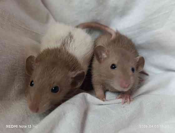 Коричневые Дамбо Макеевка