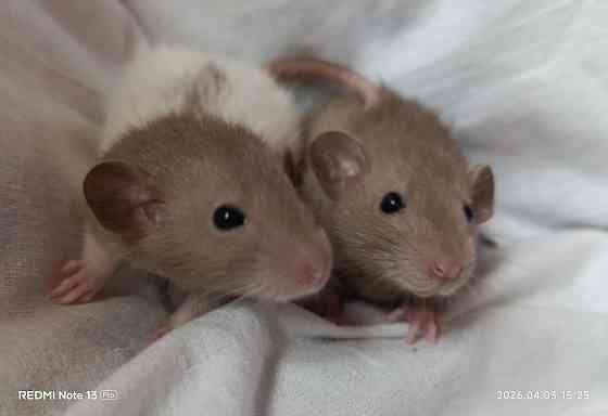 Коричневые Дамбо Макеевка