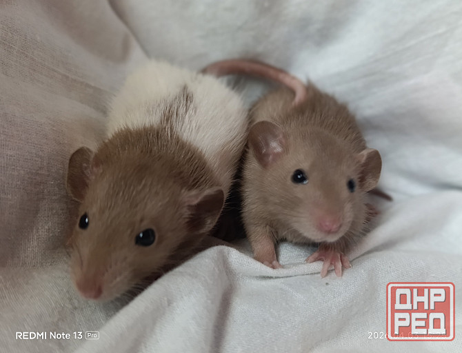 Коричневые Дамбо Макеевка - изображение 2