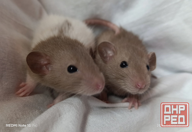 Коричневые Дамбо Макеевка - изображение 1