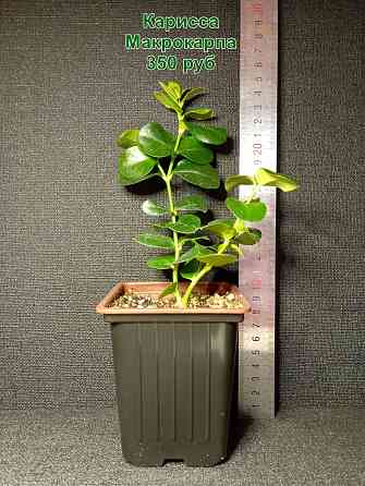 Комнатные растения / растения для бонсай Донецк